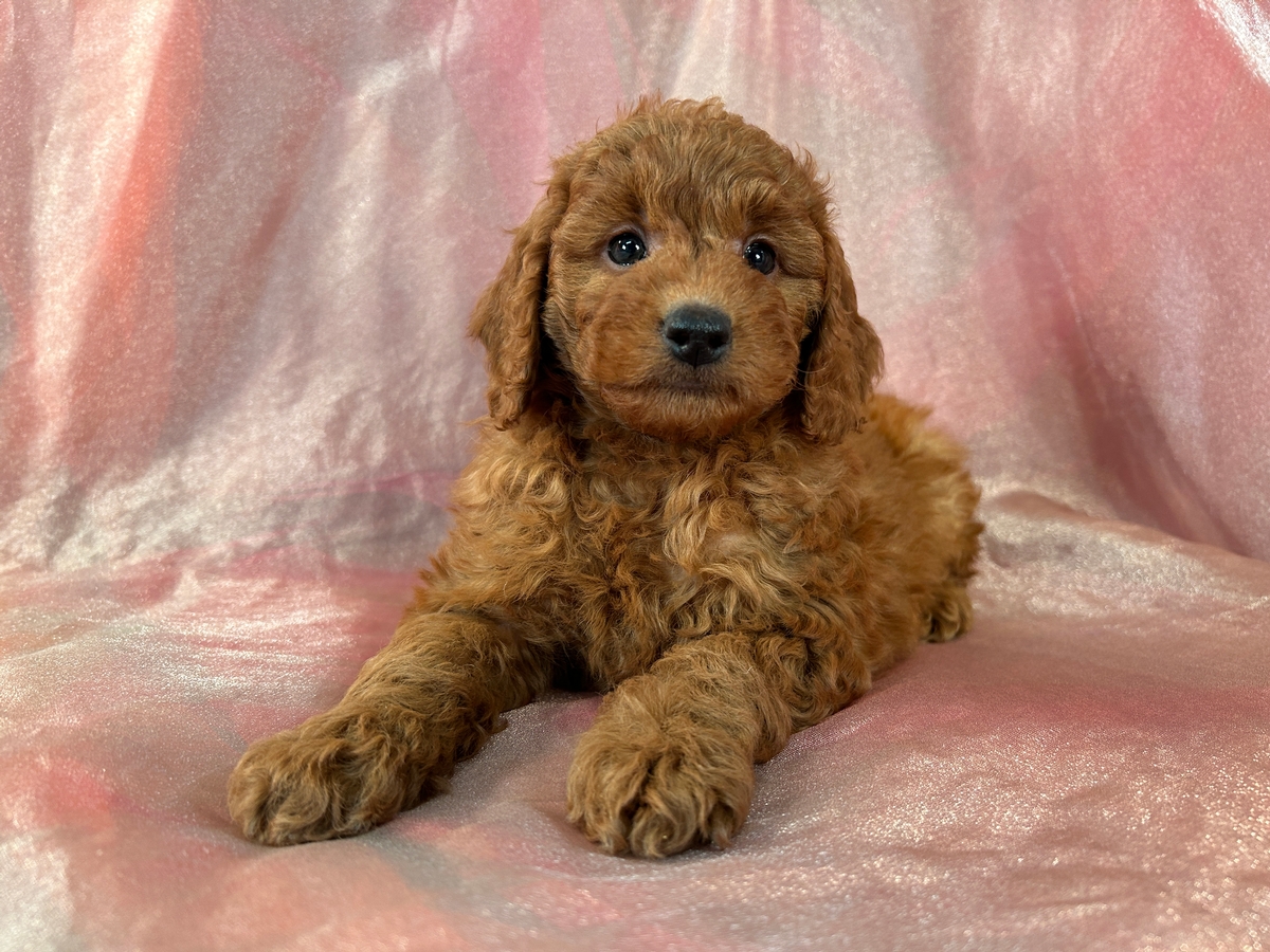 Female F1b Mini Goldendoodle Pup for Sale